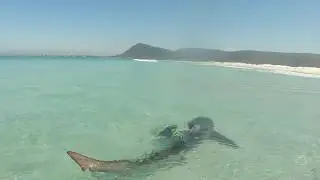 Tagging and releasing Sharks in INSANELY clear water!!! || SOUTH AFRICA