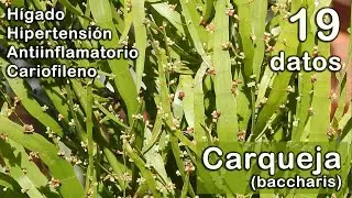 Carqueja: 19 datos sobre esta planta medicinal