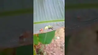 #spider attacks fly (insect)#green spider#macro view#shorts