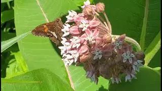 Roadside Orchids, Freaky Phloxes, and the Milkweed Floral Anatomy: a Sand Prairie Adventure