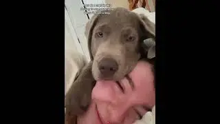 The dog senses the overflowing love from its owner #love #dog #cute #foryou #usa