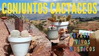 Mas conjuntos cactáceos en mejores espacios trabajados #mammillaria #suculentas #proyectos
