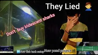 Don't Buy  Iridescent Shark Fish | New pond project and new fish tank setup |