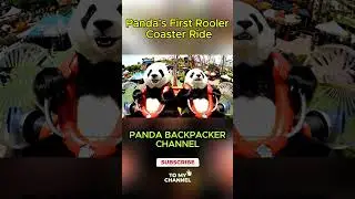 This Panda's First Roller Coaster Ride Will Melt Your Heart    And Make You Laugh!