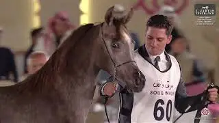 N 60 SHAHEEN AL ARAB   15th Qatar International Arabian Peninsula Horse Show 2026   Yearling Colts