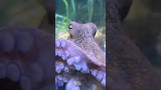 Just an OCTOPUS?