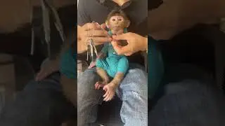 Funny baby monkey cuts nails#shorts