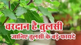 जानिए तुलसी के क्या फायदे हैं #tulsi #tulsiplant #ayurveda #holybasil #tulsimala #immunity #organic