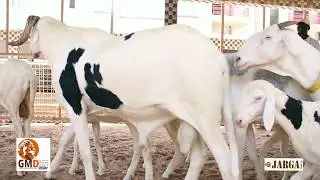 Les Grands Moulins De Dakar en partenariat avec Bergerie Khadimou Rassoul vous présente Jargua Khar