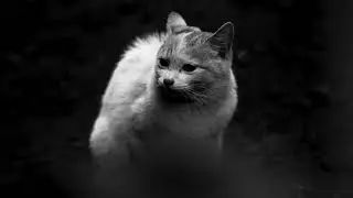 NO WEBMAGAZIN　 野良猫モノクローム&minus;２