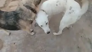 Village dogs vlog playing each other dancing dog.
