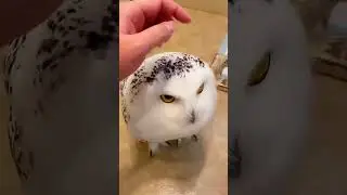 Are owls Just cats with Wings?