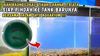 MEMINDAHKAN IKAN BAUNG PUTIH / BAUNG LOKAL & IKAN GABUS / CHANNA STRIATA KE AQUARIUM YANG AGAK BESAR
