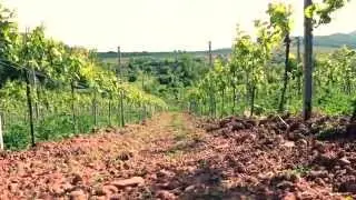 Weingut Dr. Steiner (Siebeldingen)