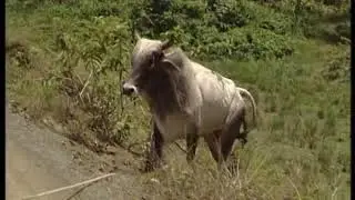Cuba, gigante del Caribe: Baracoa