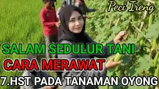 RACIKAN PUPUK AMPUH BUAT MENGHINDARI HAMA KUTU KEBUL PADA TANAMAN OYONG