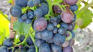Vineyard Hiking with Cousins and Friends  | Dernau Germany  | #youtube #enjoy #relax