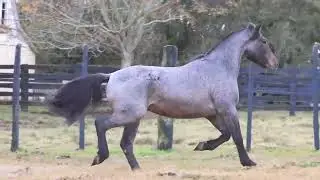 Lote 12   DON GARRETT ONASSIS