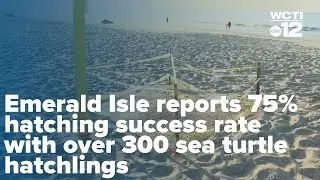 Emerald Isle reports 75% hatching success rate with over 300 sea turtle hatchlings