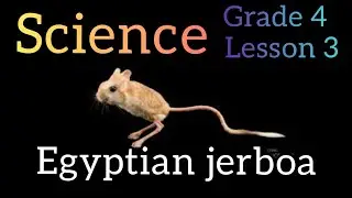 concept 1-2 lesson 3  Egyptian jerboa | sensing of the environment | science primary 4 | منهج العلوم