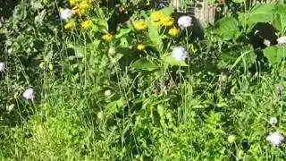 a hover fly.