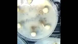 nano fertilizer