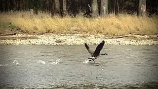 FLYING BOAT: Goose&rsquo;s TAKEOFF & LANDING on WATER: 👌 It can walk on surface of water