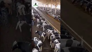 Super innovative american dairy farms #cow #dairyfarming #facts