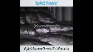 IQF Spiral Freezer Freezing Whole Fish