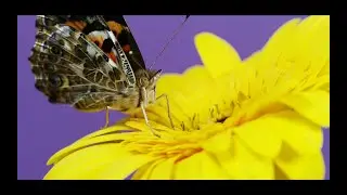 Uprising. The emergence of flowers and the transformation of the pupa into a butterfly. ( 4K )