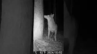 Coyote dans Lanaudi&egrave;re 2024 octobre #coyote #canada #quebec