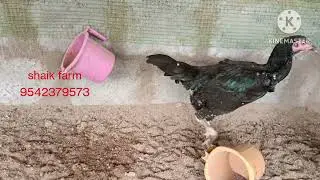 Shaik Farm || Pula Kannepetta
