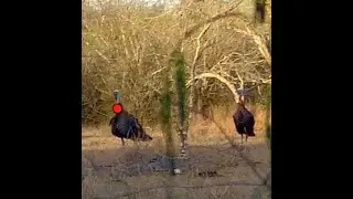 ShotKam Turkey Hunt Texas!