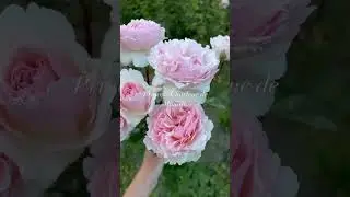 Some of our favorite pink roses that we think should be a must have in your garden!💕