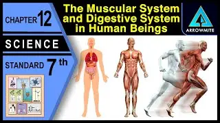 The Muscular and Digestive System in Human Beings | Std 7 | Science | Ch. 12 | Maharashtra Board