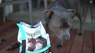 Cherish Pet Food Available At PetStock