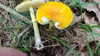 Rhode Island Amanita Series: Amanita flavoconia