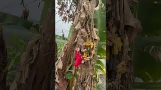 bibi and vali eat bananas😍😍