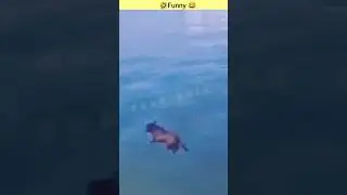 Funny Monkey Moments 😂 |  funny video  #funnymonkey  #monkeyantics #animalhumor