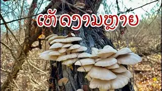 ພາກັນໄປຫາເຫັດ🍄🍄🍄 At Dalls Texas USA 12/26/2025