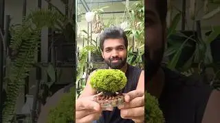 Magic Clay Recipe For Mossy Pots | Moss Gardening #moss #terracotta #greendesign