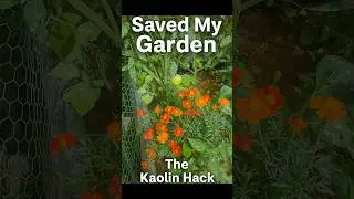 Slacker Snowpocalypse: Kaolin Clay Hack That Saved My Tomatoes 🍅❄️