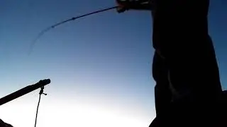 PLUM POINT PARK NORFOLK RED DRUM