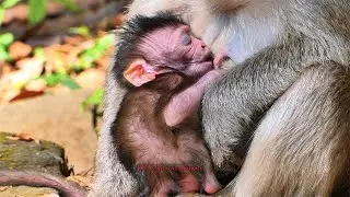 Cute Newborn Monkey Playing With Elsa & Elma | BBC Natural Animals