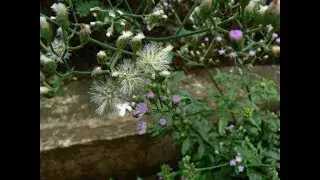 सहदेवी के पौधे की जड़ और बस.....तांत्रिक और आयुर्वेद उपाय