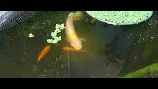 Outdoor pond with fish and plants #fish #giantgourami