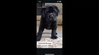 Black Labrador male female masti morning time🐶#nitinpethub #labrador #animals #dogbreed 