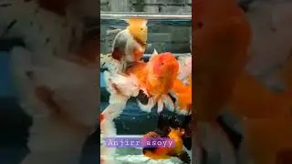 Ikan Mas Koki 