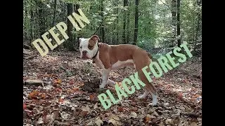 Renascence Bulldog | Deep in the BLACK FOREST | AIDEN