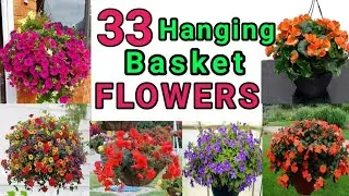 33 Best Hanging Basket Flower Plants/Hanging Basket Plants/Trailing Plants